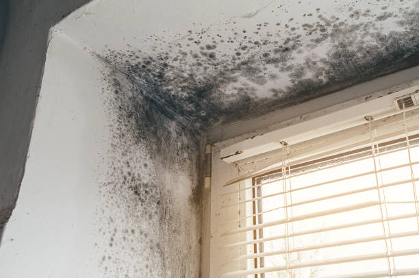 Affordable Black Mold Remediation solutions in Kingsville, TX